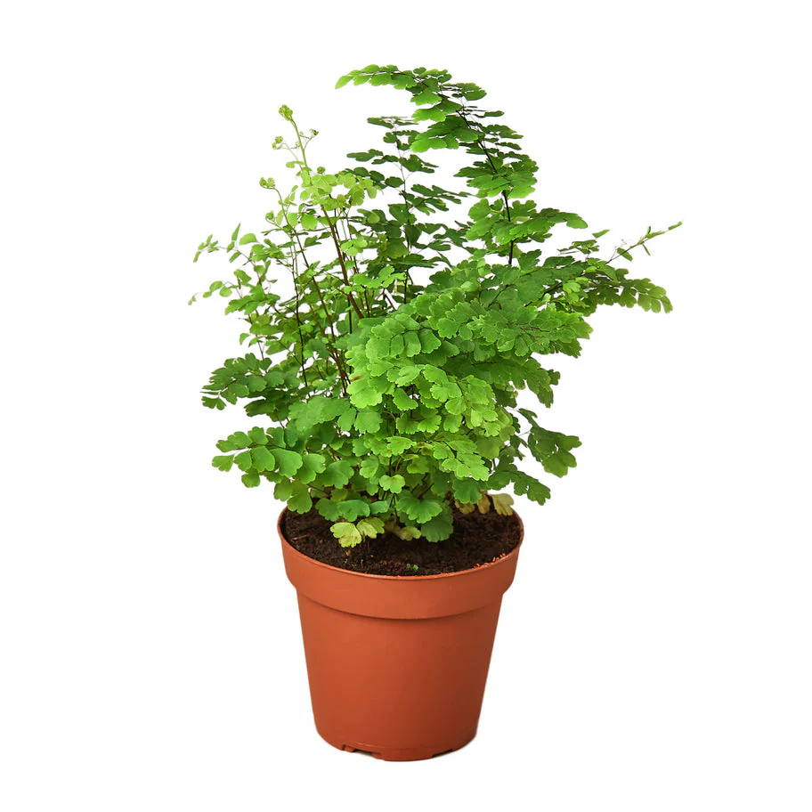 Fern Maidenhair: Lush Venus Hair Fern for Elegant Indoor Ambiance