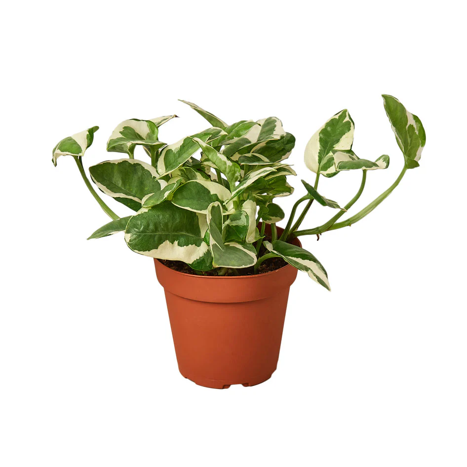 Pothos N'Joy: Stunning Variegated Pothos for Lush Indoor Decor