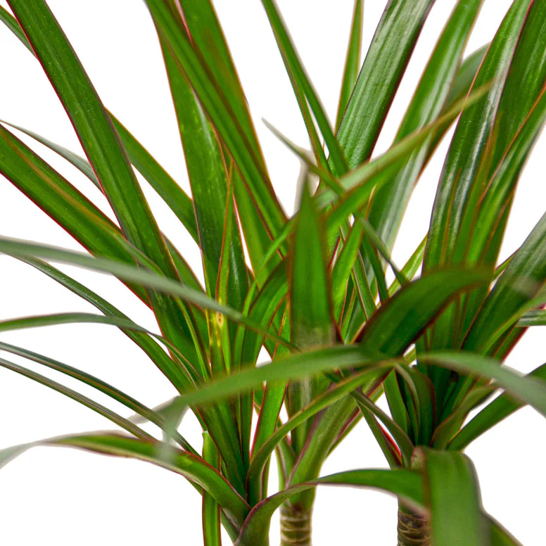 Dracaena Marginata Dragon Tree - Elegant Marginata Plant for Stylish Home Décor