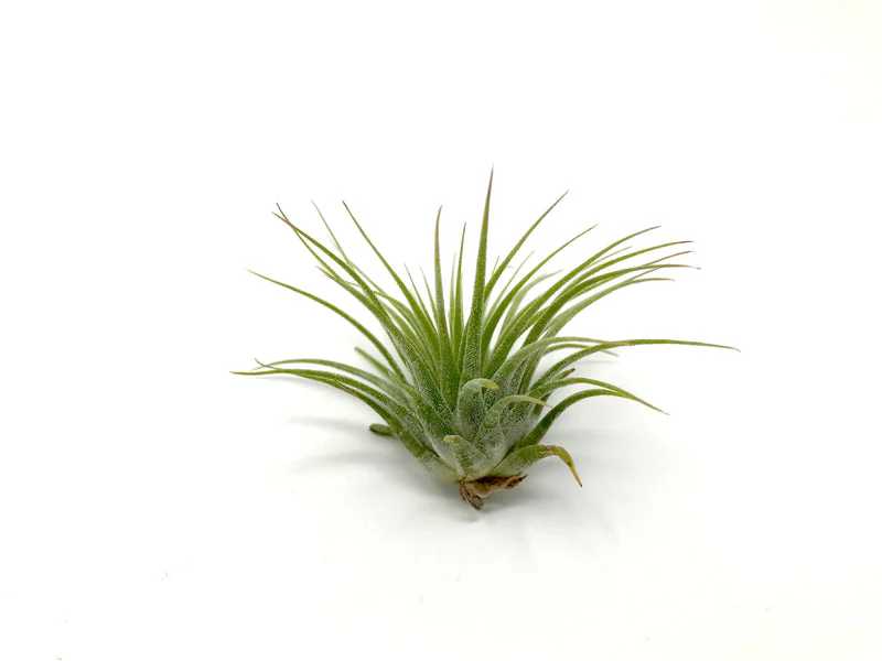 3 Ionantha Air Plants with Mini Terra Cotta Pots - Low-Maintenance Tillandsias for Home Decor