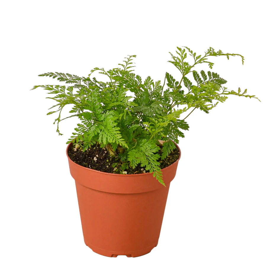 Rabbit's Foot Fern - Lush & Unique Houseplant for Vibrant Greenery