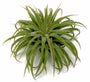 3 Ionantha Air Plants with Mini Terra Cotta Pots - Low-Maintenance Tillandsias for Home Decor