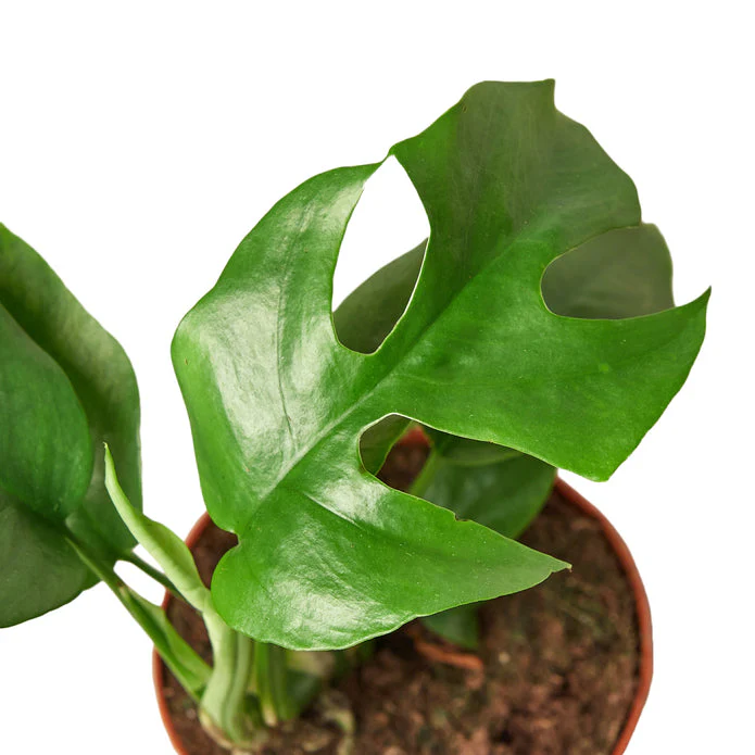 Mini Monstera - Tiny Minima: Perfect Petite Houseplant for Any Space