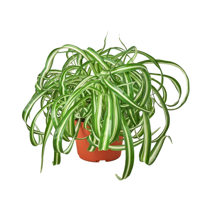 Bonnie Chlorophytum Spider Plant - Easy Care Airplane Plant for Clean Air