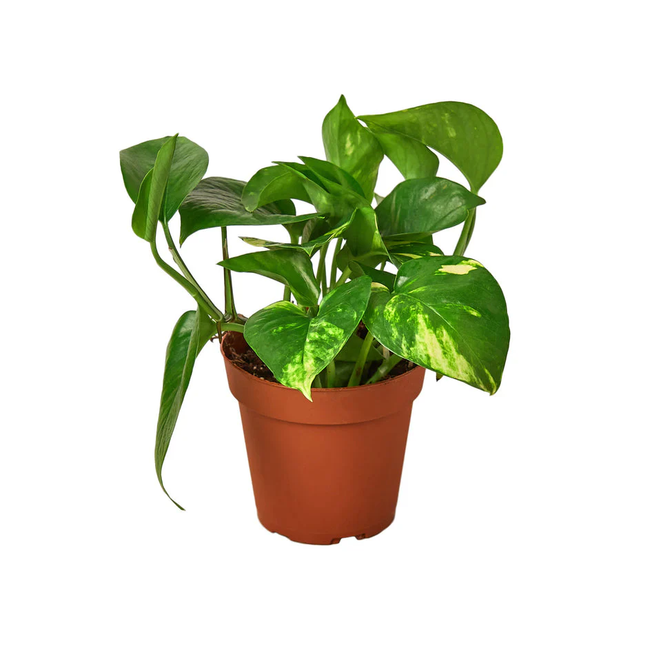 Lush Devil's Ivy Money Plant - Vibrant Golden Pothos for Indoor Elegance