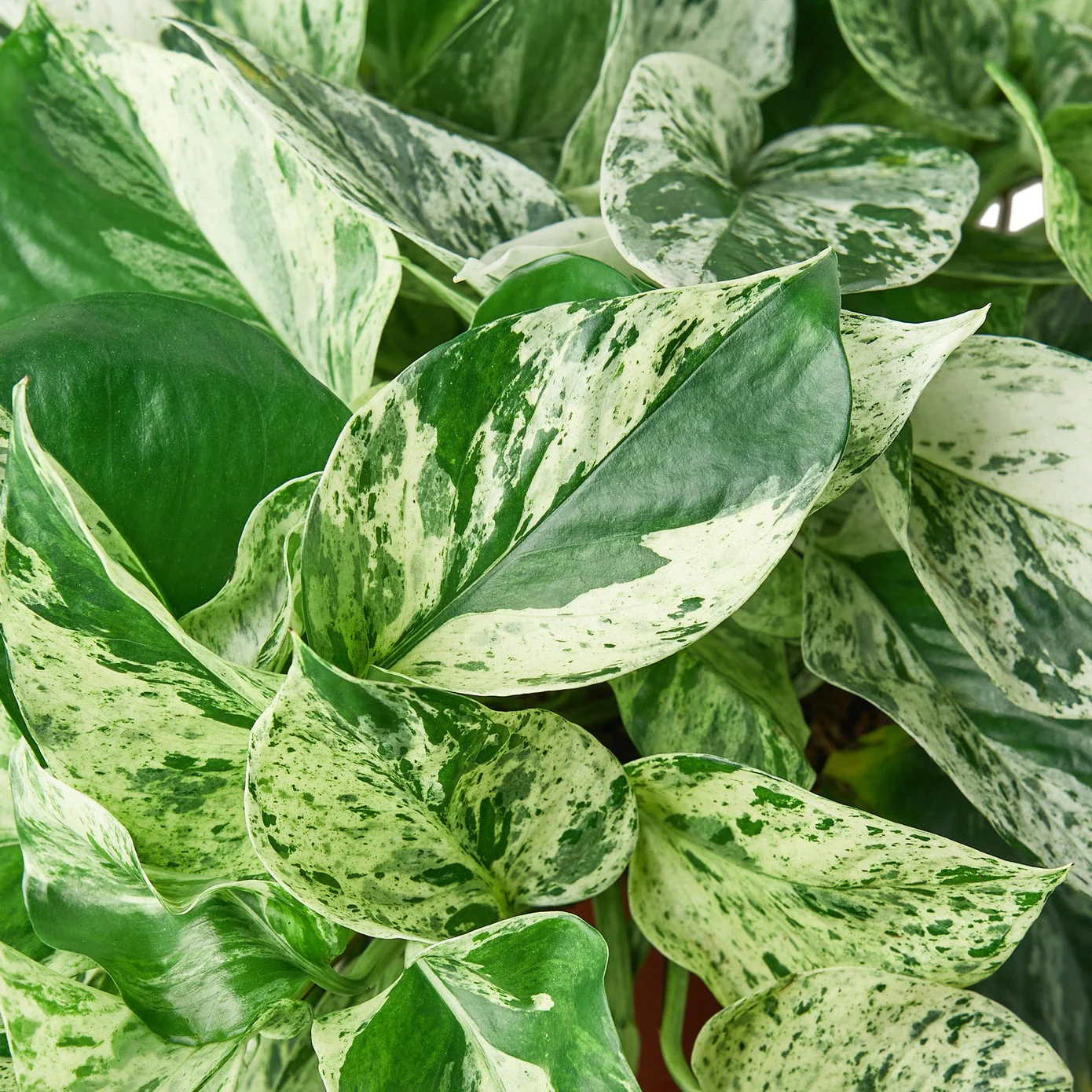 4 Inch Ivy Pothos Plant Bundle with Care Guide - Perfect Pothos Plant Set with Care Instructions