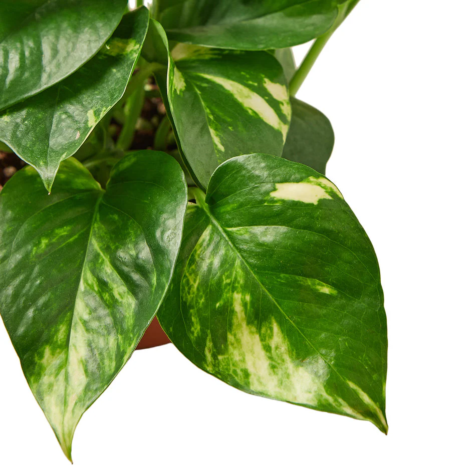 Lush Devil's Ivy Money Plant - Vibrant Golden Pothos for Indoor Elegance
