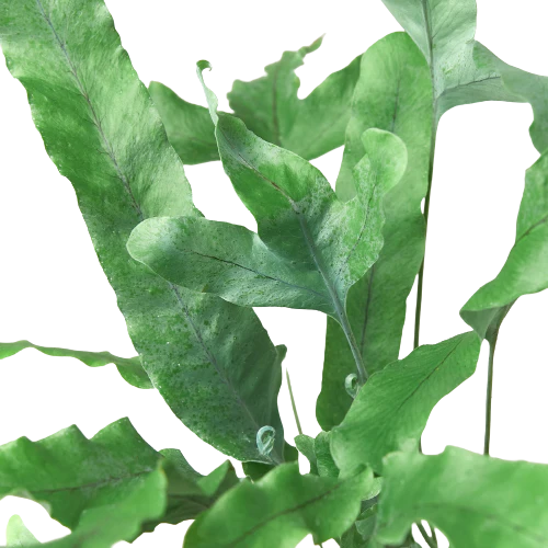 Thriving Blue Star Fern - Phlebodium Aureum for Vibrant Indoor Spaces