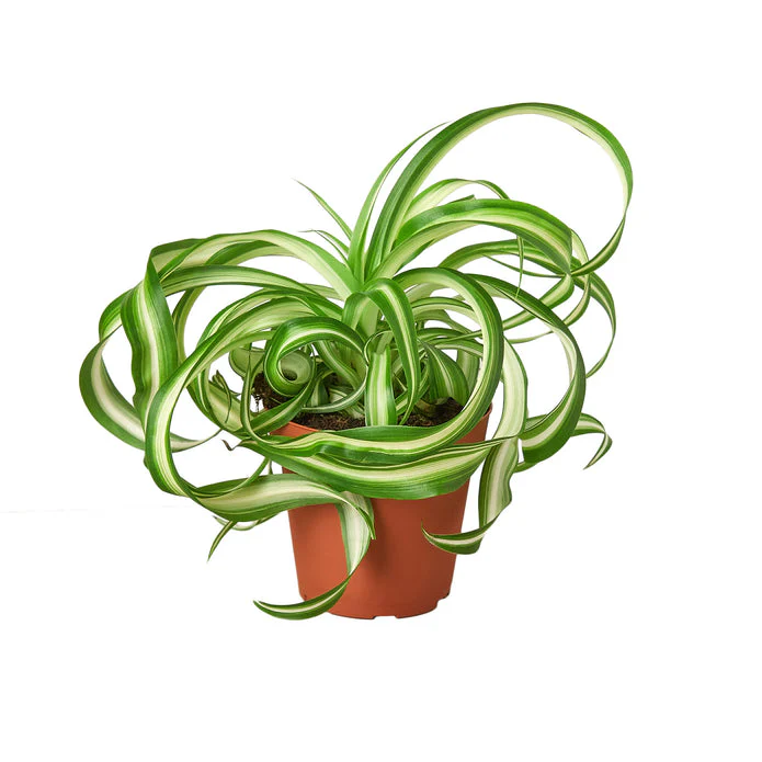 Bonnie Chlorophytum Spider Plant - Easy Care Airplane Plant for Clean Air