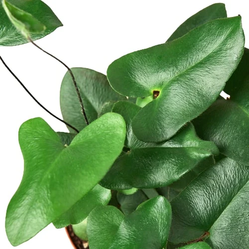 Heart Fern Elegance: The Perfect Love Fern for Your Home