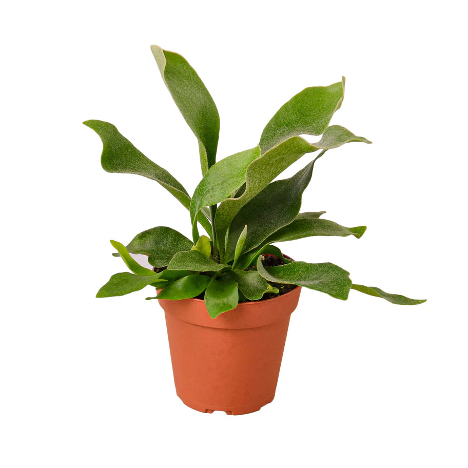 Exquisite Staghorn Plant - Premium Platycerium Elkhorn Fern for Unique Indoor Decor