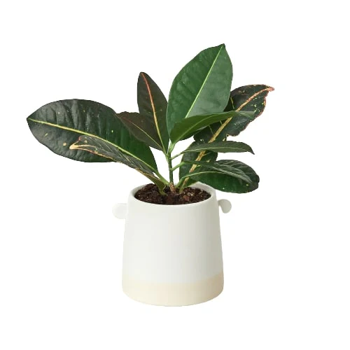 5 Inch Knob Cylinder Pot for Houseplants - Stylish Round Plant Container