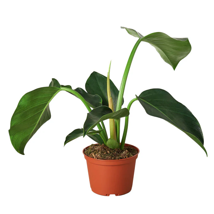 Lush Green Congo Philodendron - Vibrant Foliage for Home Décor