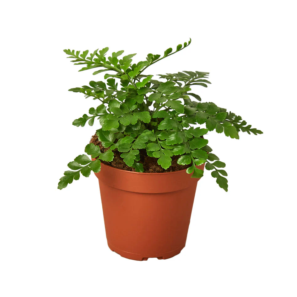 Lush Green Austral Gem Fern - Perfect Indoor Decor Plant