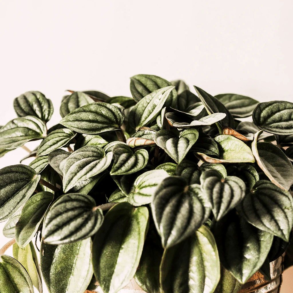 Peperomia Varieties