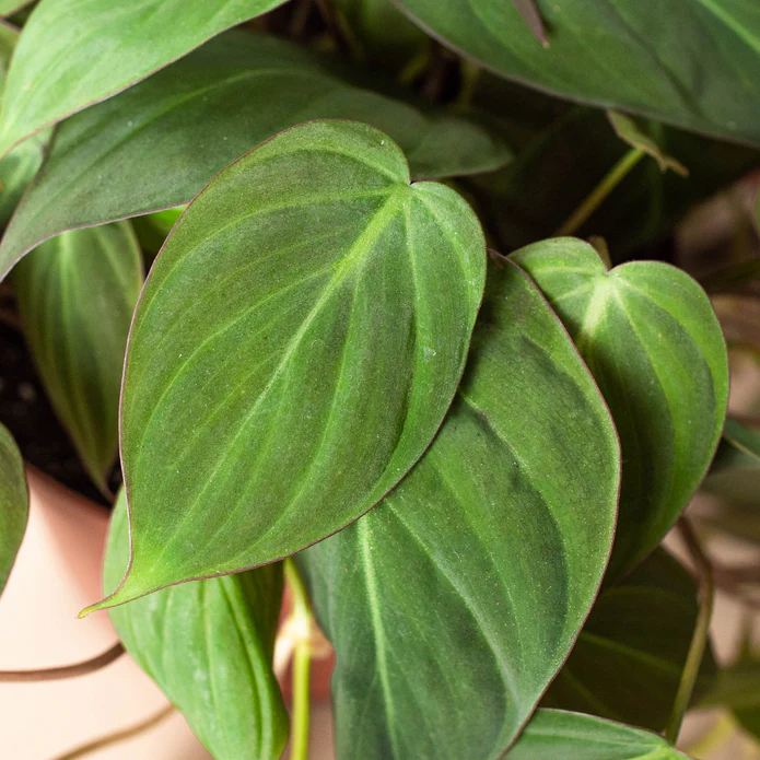 Velvet Heartleaf Philodendron - The Luxurious Sweetheart Plant