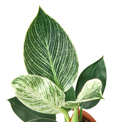 Lush Philodendron Birkin - Elegant Foliage for Your Home Decor