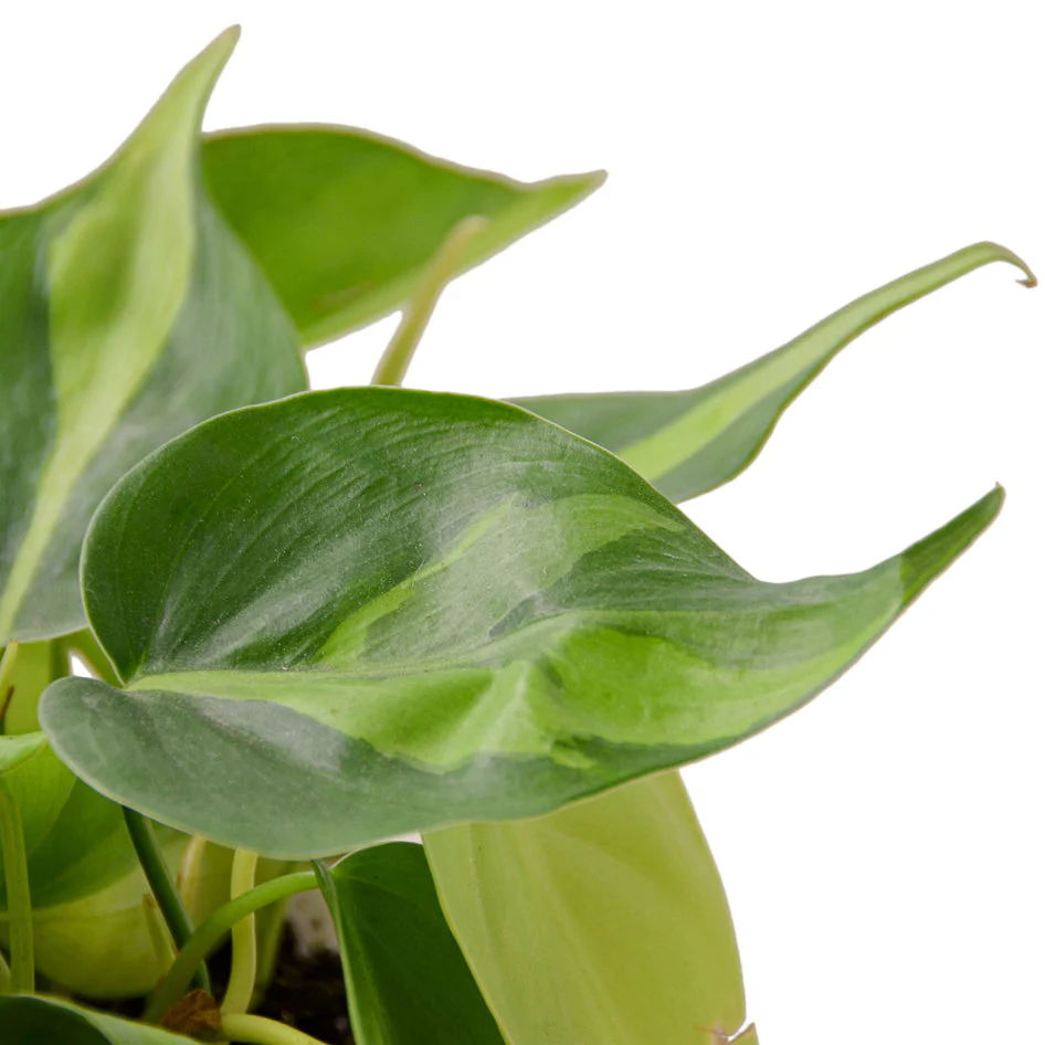 Lush Greenery: Easy-Care Philodendron Brasil Houseplant for Vibrant Indoor Spaces