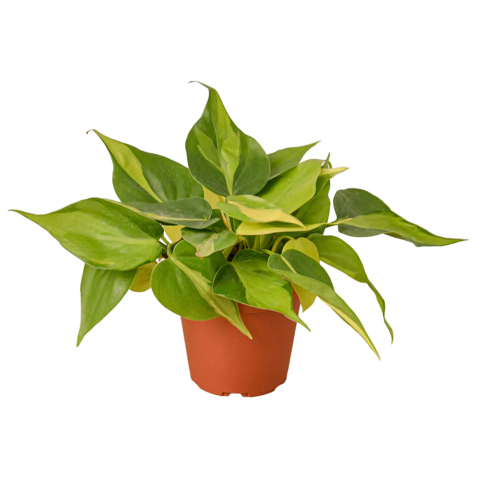 Lush Greenery: Easy-Care Philodendron Brasil Houseplant for Vibrant Indoor Spaces