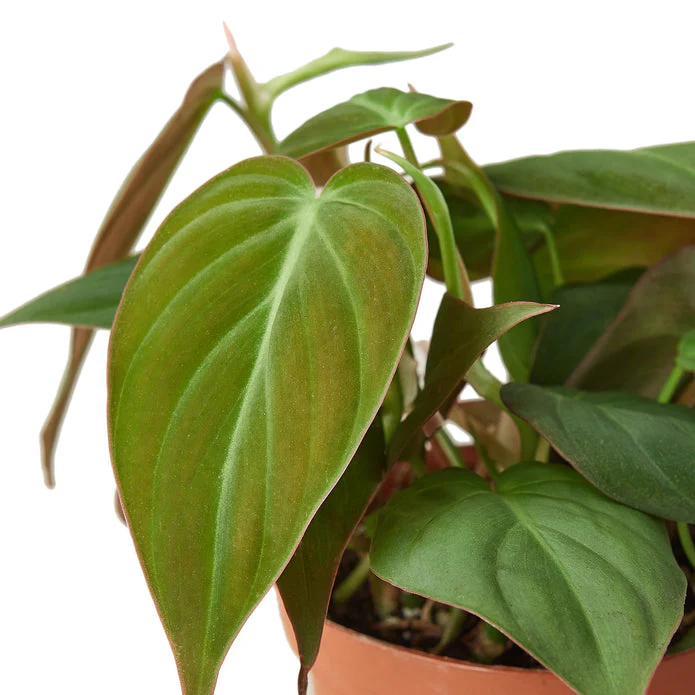 Velvet Heartleaf Philodendron - The Luxurious Sweetheart Plant