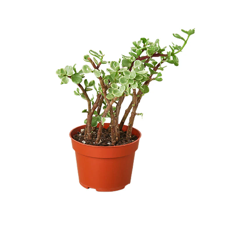 Variegated Portulacaria Afra - Striped Rainbow Elephant Bush Succulent for Vibrant Decor