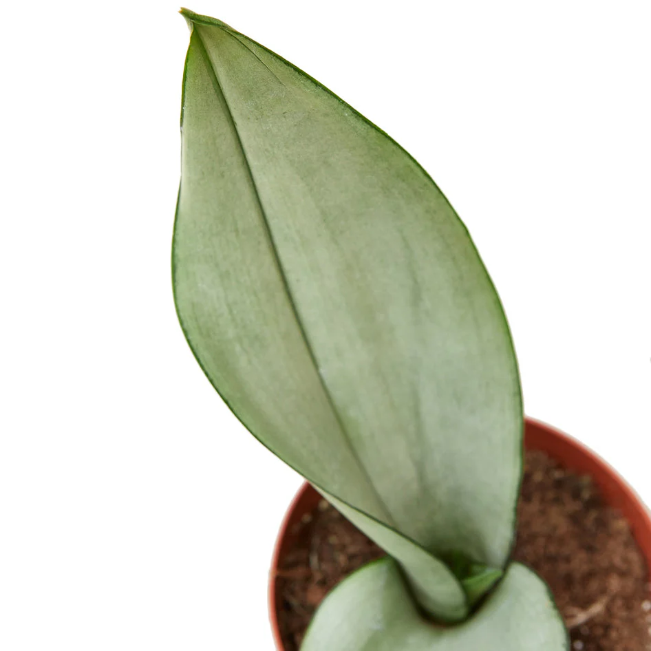 Moonshine Snake Plant - Elegant Air-Purifying Sansevieria for Modern Homes