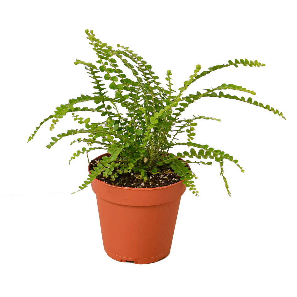 Vibrant Fern Collection: Lemon, Citrus, and Yellow Button Varieties for Lush Indoor Spaces