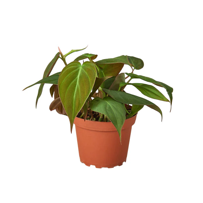 Velvet Heartleaf Philodendron - The Luxurious Sweetheart Plant