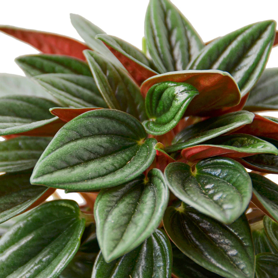 Vibrant Emerald Ripple Peperomia Rosso - Unique Rosso Peperomia for Lush Indoor Beauty