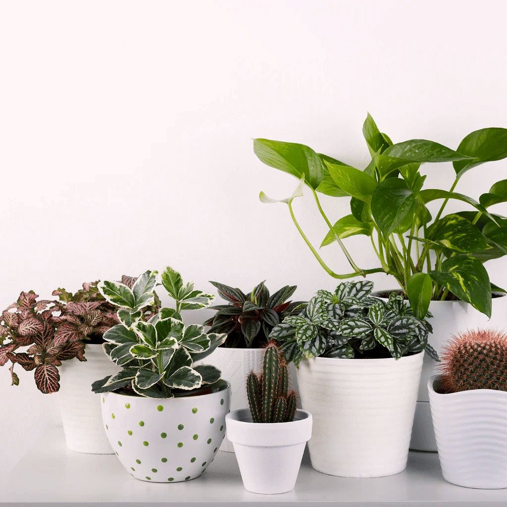 Our Entire Collection