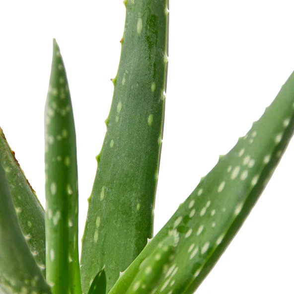 Aloe Vera True Aloe Plant - Medicinal Succulent for Health and Wellness