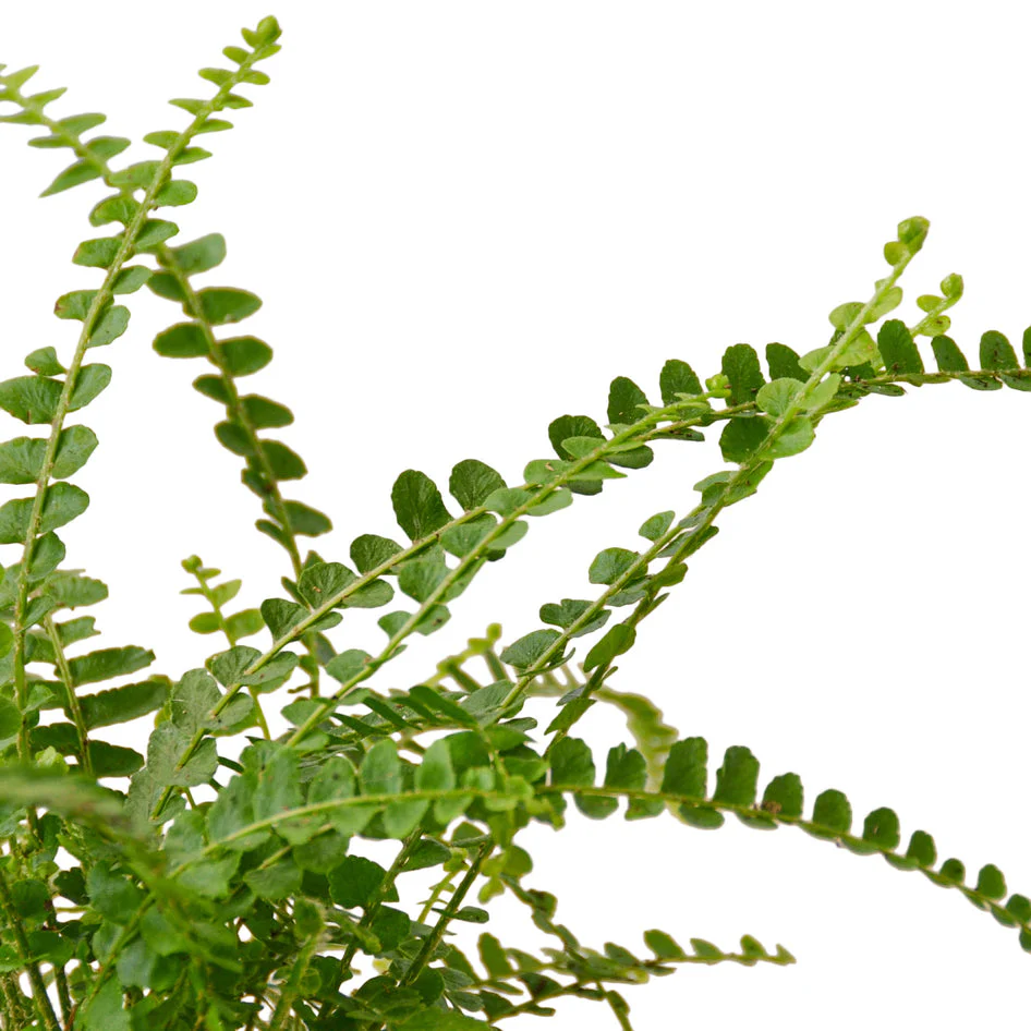 Vibrant Fern Collection: Lemon, Citrus, and Yellow Button Varieties for Lush Indoor Spaces