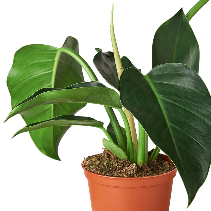 Lush Green Congo Philodendron - Vibrant Foliage for Home Décor