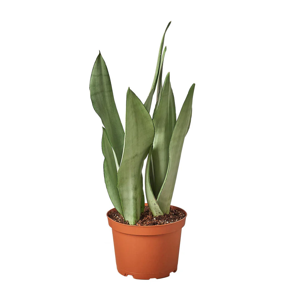 Moonshine Snake Plant - Elegant Air-Purifying Sansevieria for Modern Homes