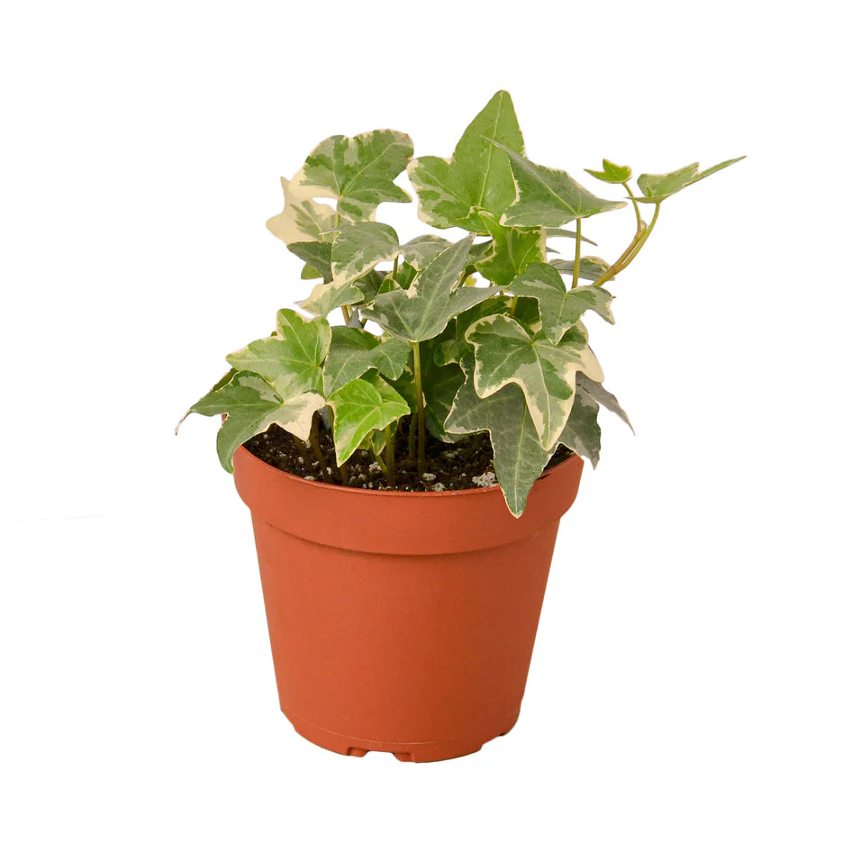 Glacier Ivy Plant - Lush Ivy Glacier for Vibrant Home Decor