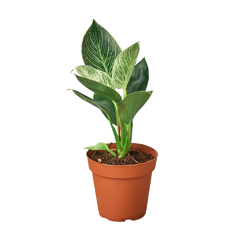 Lush Philodendron Birkin - Elegant Foliage for Your Home Decor