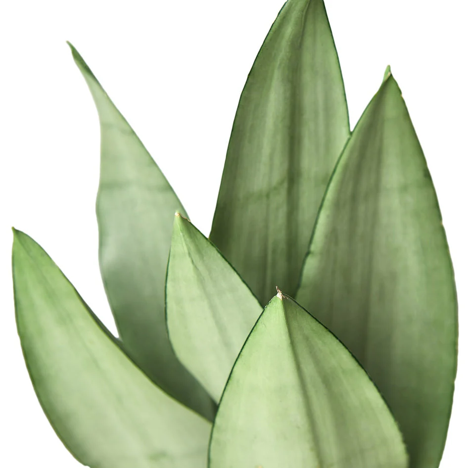 Moonshine Snake Plant - Elegant Air-Purifying Sansevieria for Modern Homes