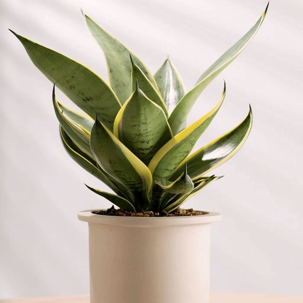 Sansevieria